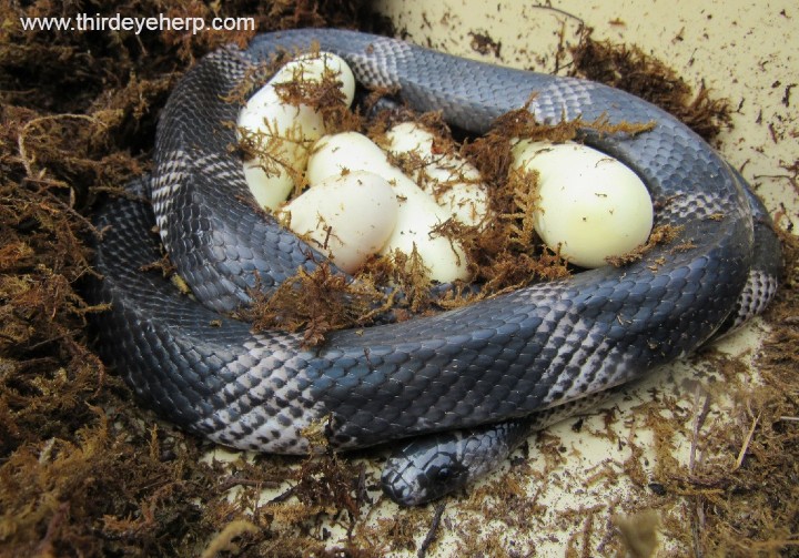 Anerythristic Honduran Milk Snake